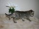 Gatitos sabana - el ocelote y el serval