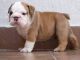 Gratis ultimos cachorros de bulldog ingles