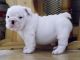 Hermoso bulldog inglés cachorros para su - 100€