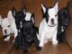 Hermosos cachorros para usted - Foto 1