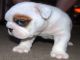 Inglés bulldog cachorros disponible - Foto 1