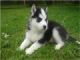 Lovely cachorros Siberian Husky - Foto 1