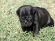 Pug lindo cachorros para re homing