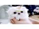 Regalo bichon maltese toy