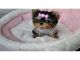 Regalo cachorros de yorkshire terrier mini cortitos,