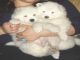 Samoyedo cachorros para la adopcion - Foto 1