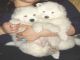 Samoyedo cachorros para la adopcion - Foto 2