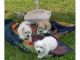 Tres bien entrenados cachorros maltés para su aprobación - Foto 1