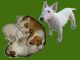 Vendo cachorros bull terrier