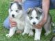 Blanco y negro shiba inu cachorros ahora