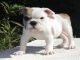 Cachorros bulldog ingles para su adopcion - Foto 1