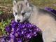Cachorros siberian husky para su adopcion