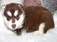 Cachorros siberian husky para su adopcion - Foto 1