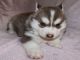 Cachorros siberian husy para su adopcion - Foto 1
