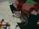 Casa entrenados bebé monos capuchinos para la adopción