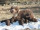 Excelentes cachorros de perro de agua español - Foto 1