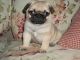 Macho cachorro pug