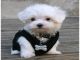 Regalo Bichon Maltes, ¡los cachorros más cariñosos! - Foto 1