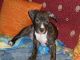 Venta hembra american staffordshire atigrada