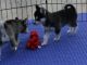 Akc registrados cachorros siberian husky para su aprobación