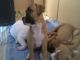 American standfforshire terrier - Foto 3