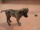 Cachorro tres meses en adopcion urgente!