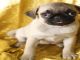 Carlino o pug cachorros