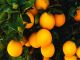 Naranjas del arbol a su casa en 24 horas - Foto 2