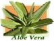 Nueva empresa internacional Aloe Vera y productos de nutrición – - Foto 1