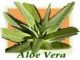 Nueva empresa internacional aloe vera y productos de nutrición –