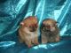 Pomerania marrón, cachorros, criadero, - Foto 1
