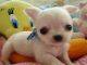 Regalo chihuahua cachorros para la venta