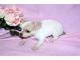 REGALO Preciosos Chihuahua, cachorros de pura raza - Foto 1