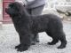 Terranova cachorro busca familia adoptiva - Foto 1