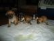 Vendo chihuahuas ourense