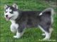 Afectuoso cachorros de husky siberiano para su aprobación