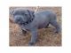 American pitbull cachorro