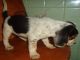 Beagle bonita y bien entrenados cachorro para su aprobación - Foto 1