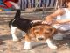 Bien entrenados cachorros beagle PARA SU CASO O - Foto 1