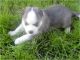 Cachorros Siberian Husky registrados - Foto 1