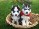 Dos hermosos cachorros de husky siberiano machos y hembras dispon