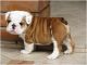 Gratis adorables cachorros bulldog ingles para adopcion