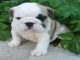 Inglés bulldog cachorro lindo y hermoso para su aprobación