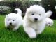 Regalo adorables cachorros samoyedo