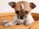 Regalo cachorros de chihuahua para su adopción - Foto 1