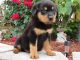 Regalo lindos cachorros de rottweiler disponibles para la adopció
