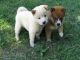 Regalo shiba inu cachorros