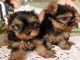 Regalo Yorkshire Terrier Cachorros - Foto 1