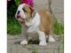 Adorable cachorros bulldog inglés para su aprobación