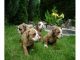 Adorable cachorros Bulldog Inglés para su aprobación - Foto 2